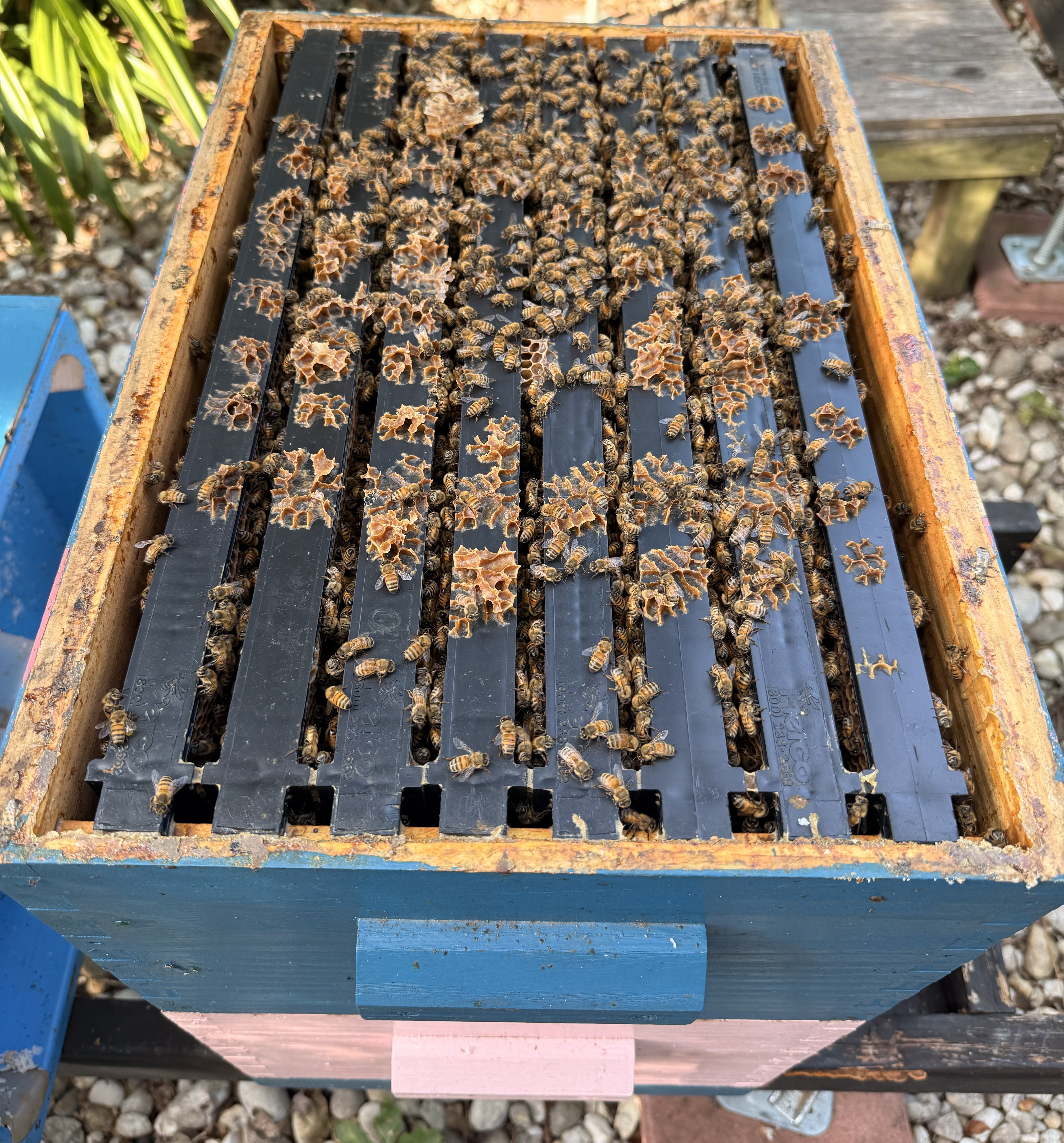 Bee Care 1