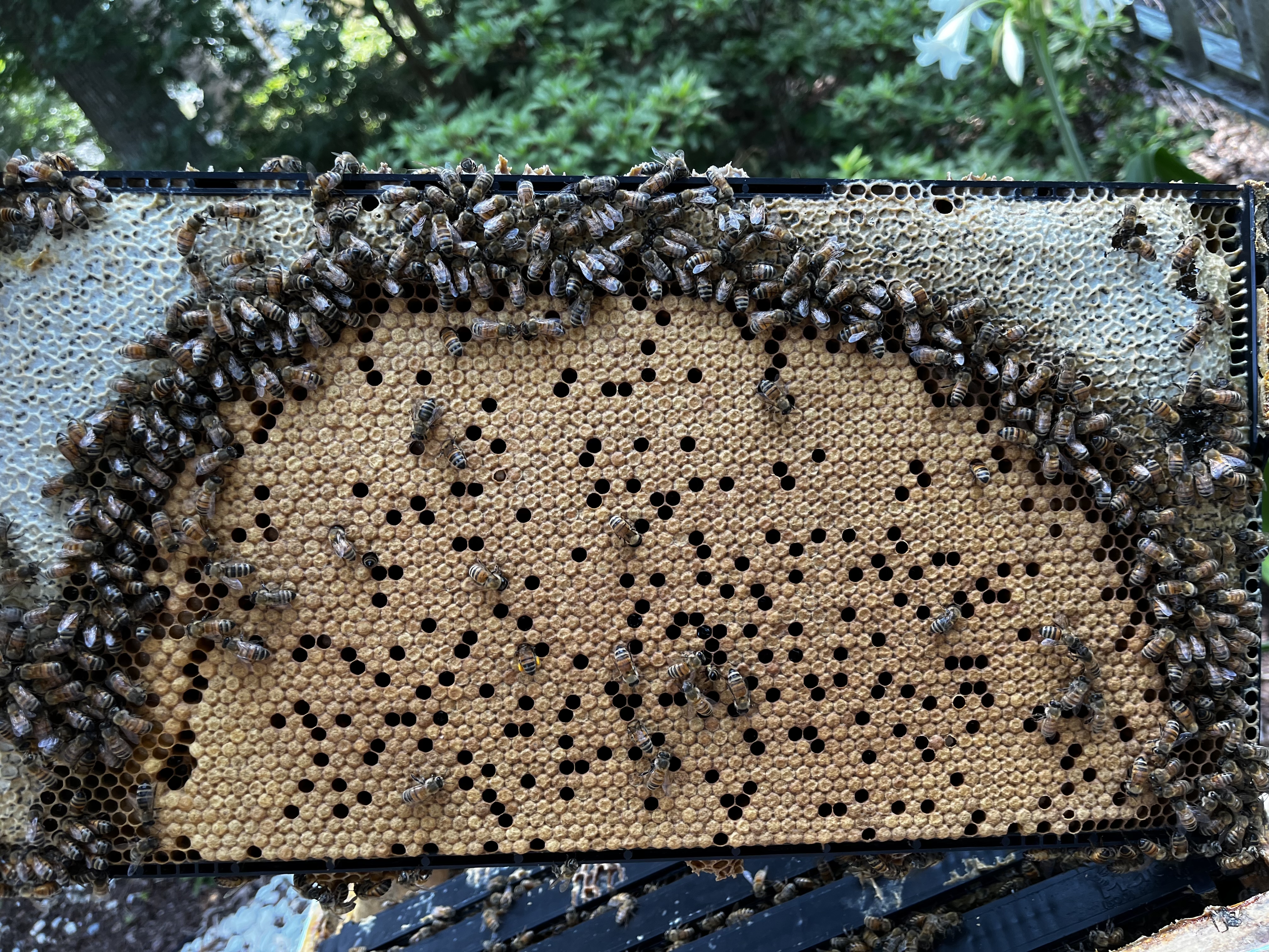 Bee Care 2
