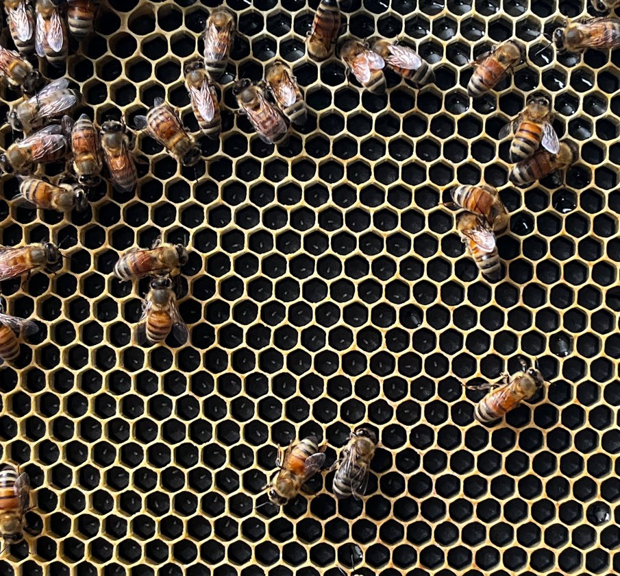 Bee Care 3