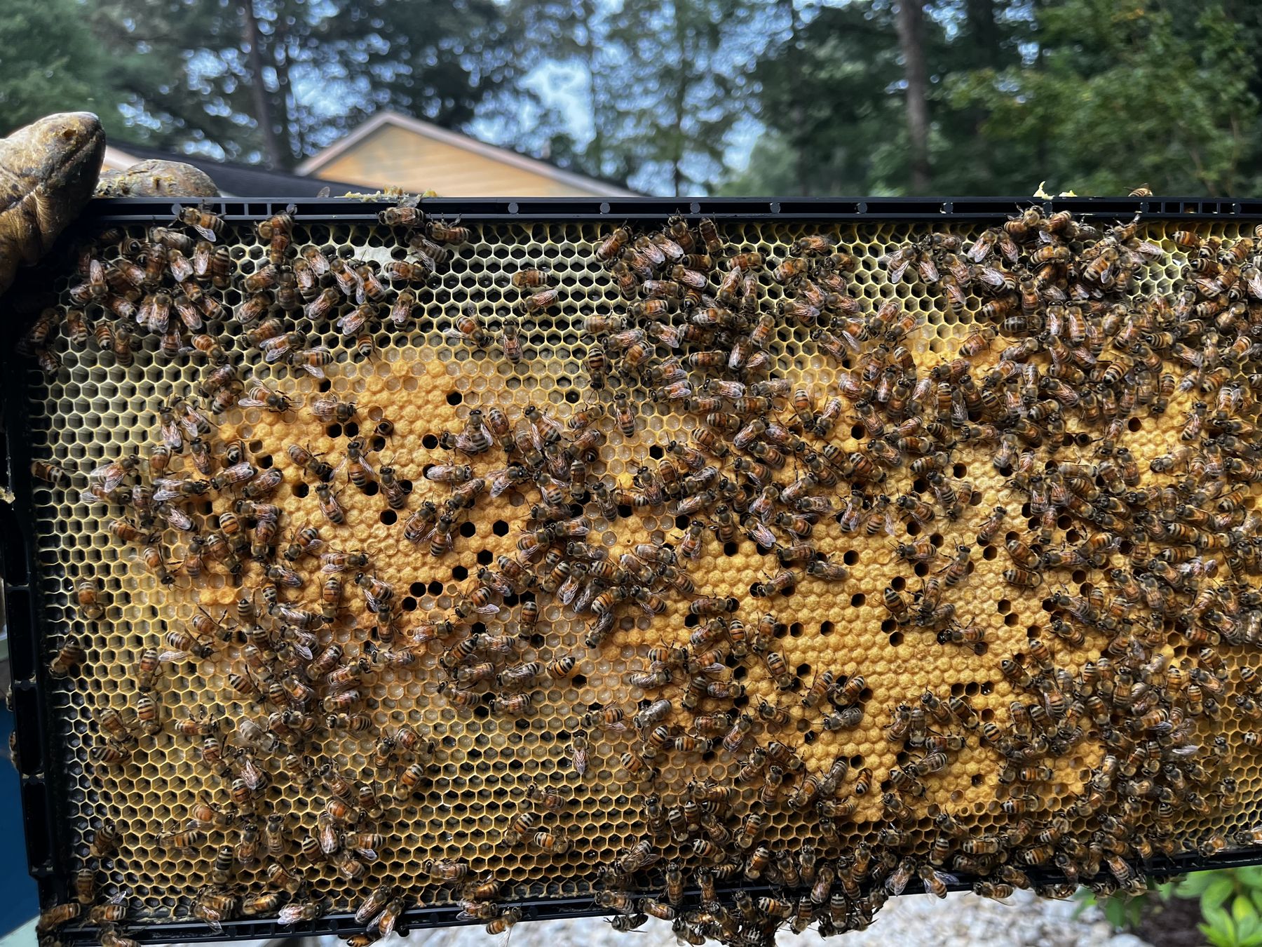 Bees on a frame of capped honey and brood
