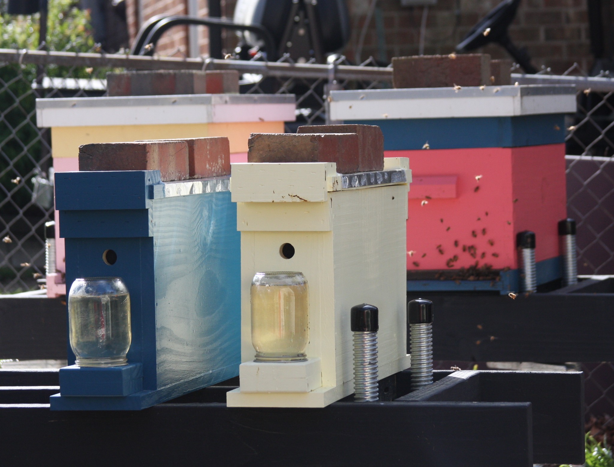 Our Bee Colonies 1
