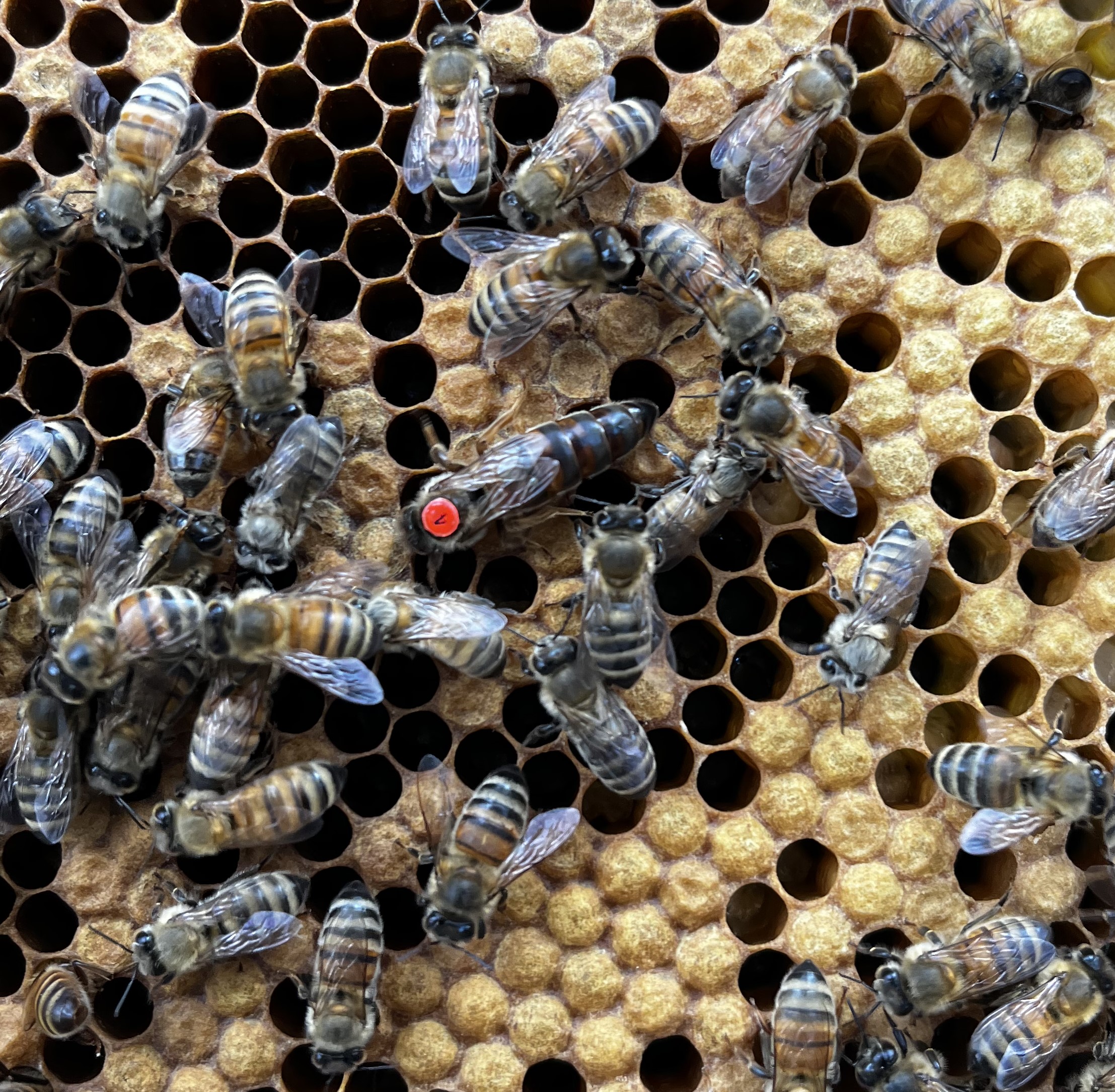 Queen Bee 1