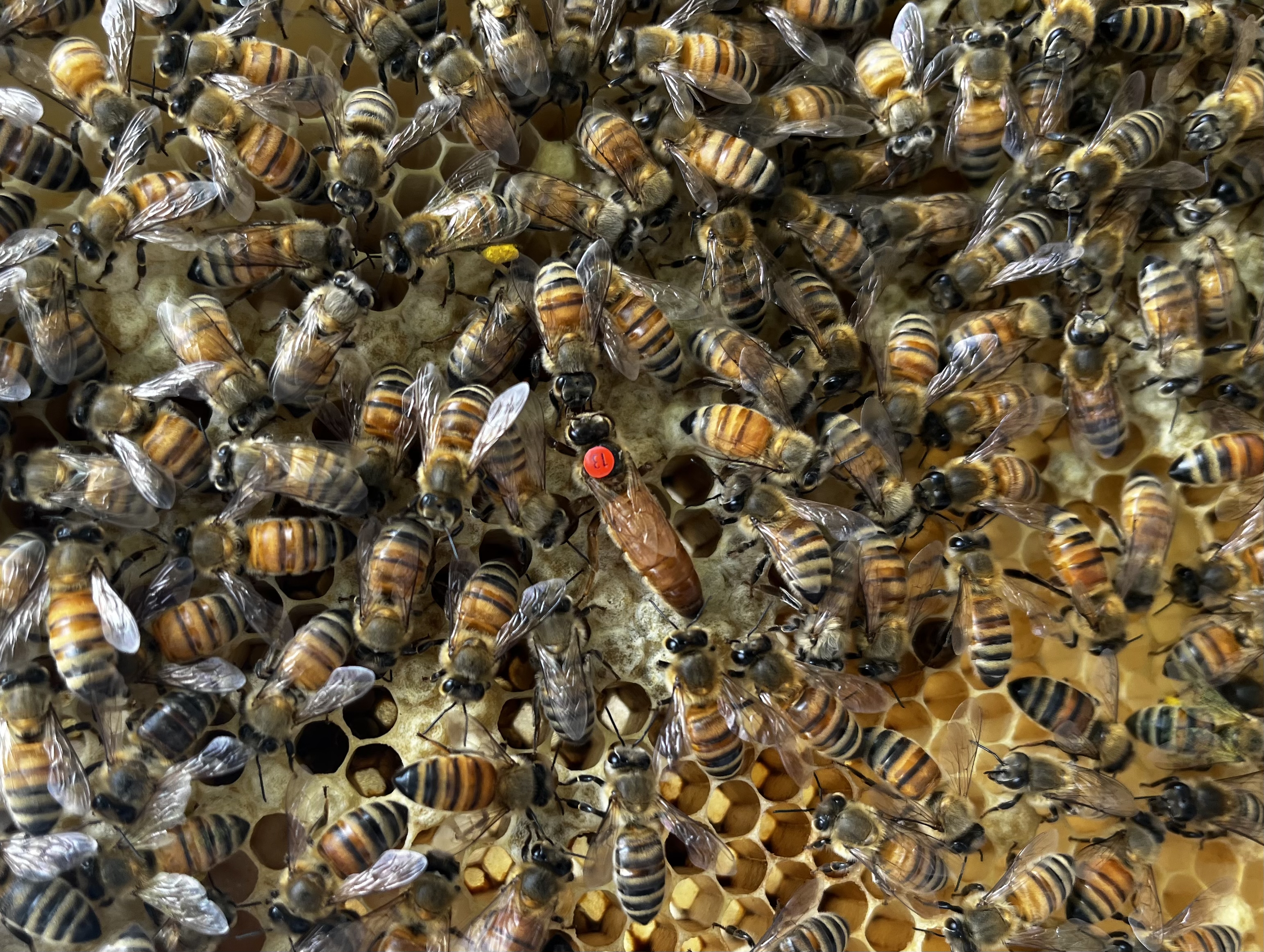 Queen Bee 2