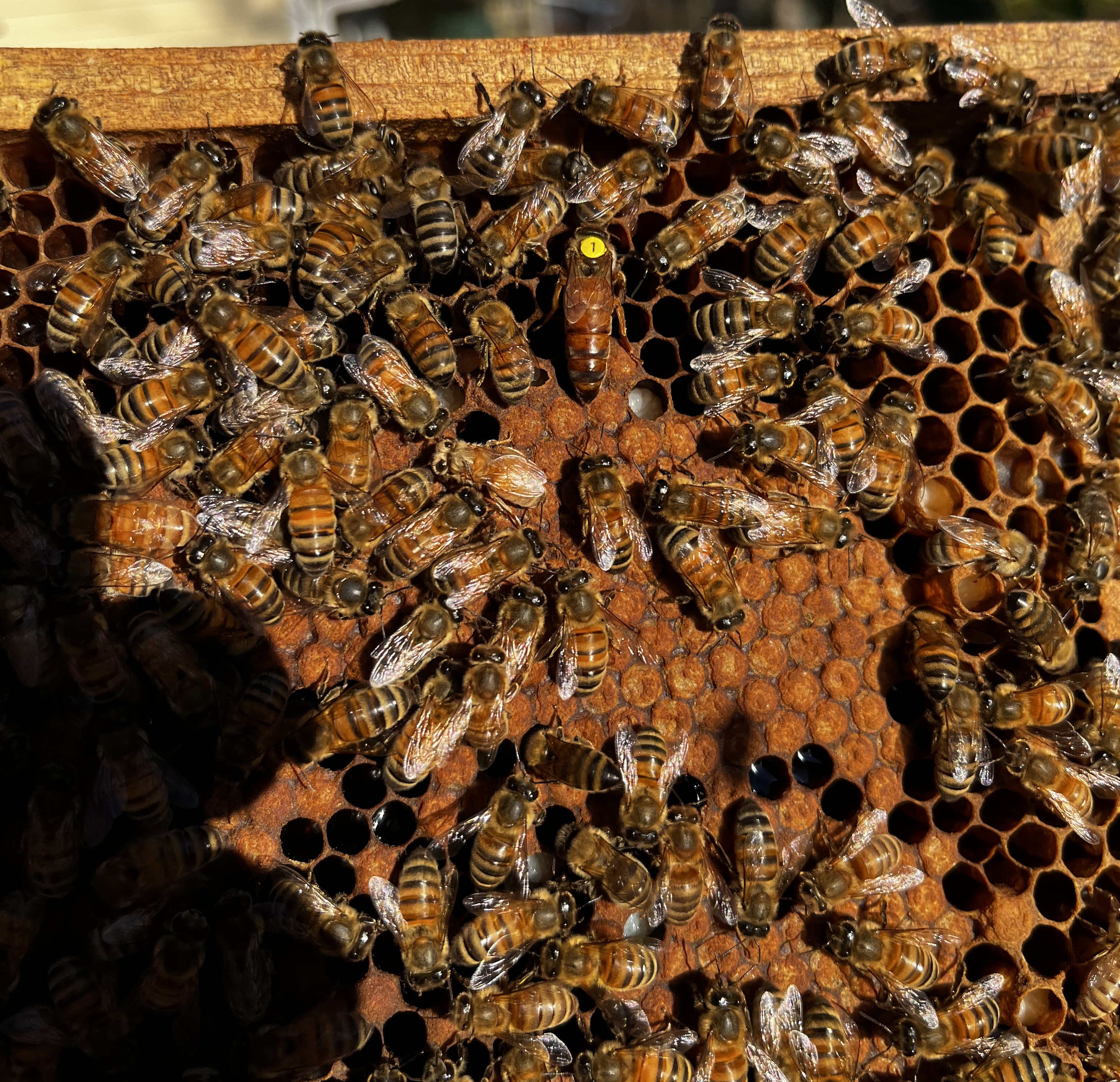 Queen Bee 3
