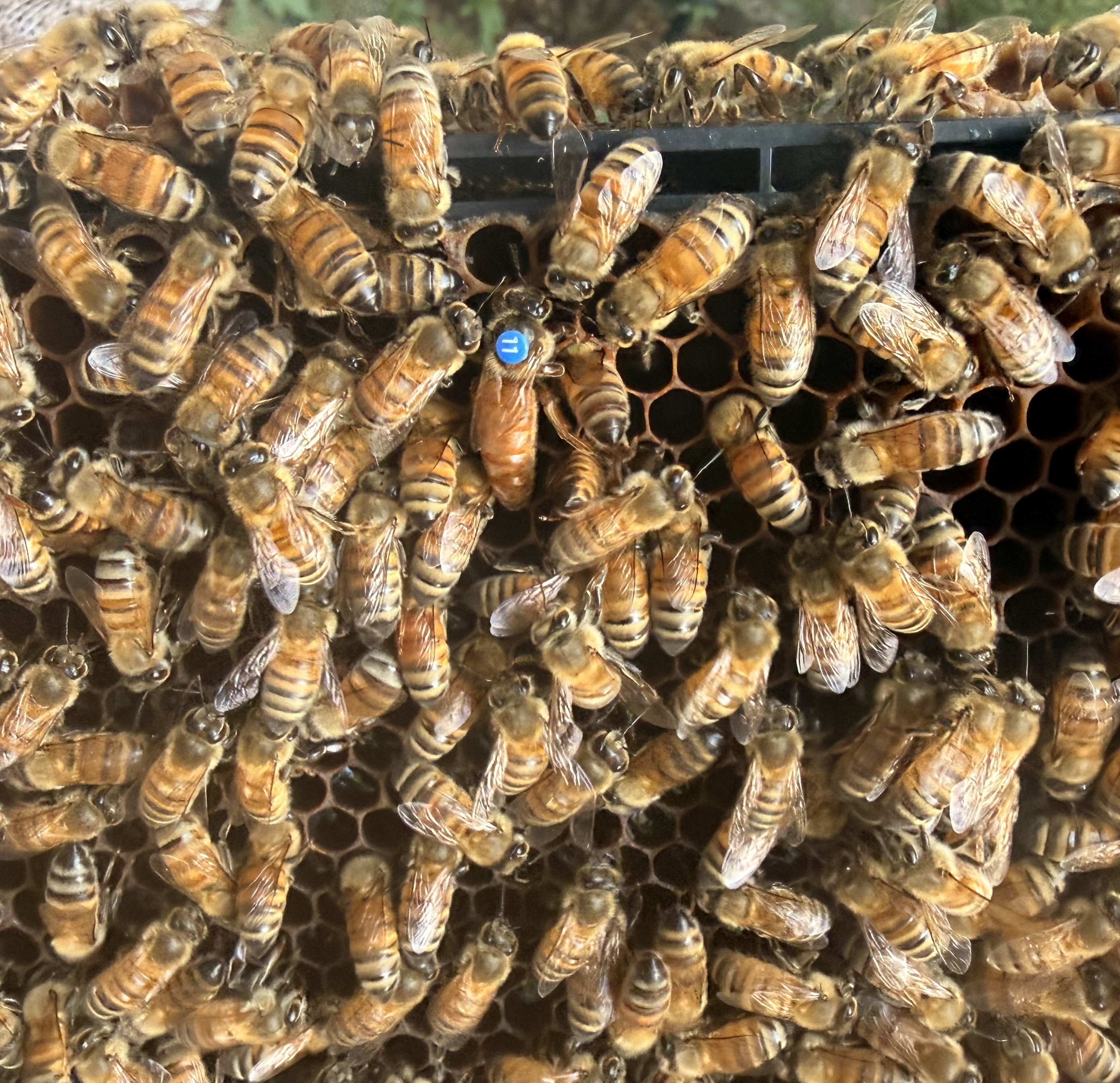 Queen Bee 4